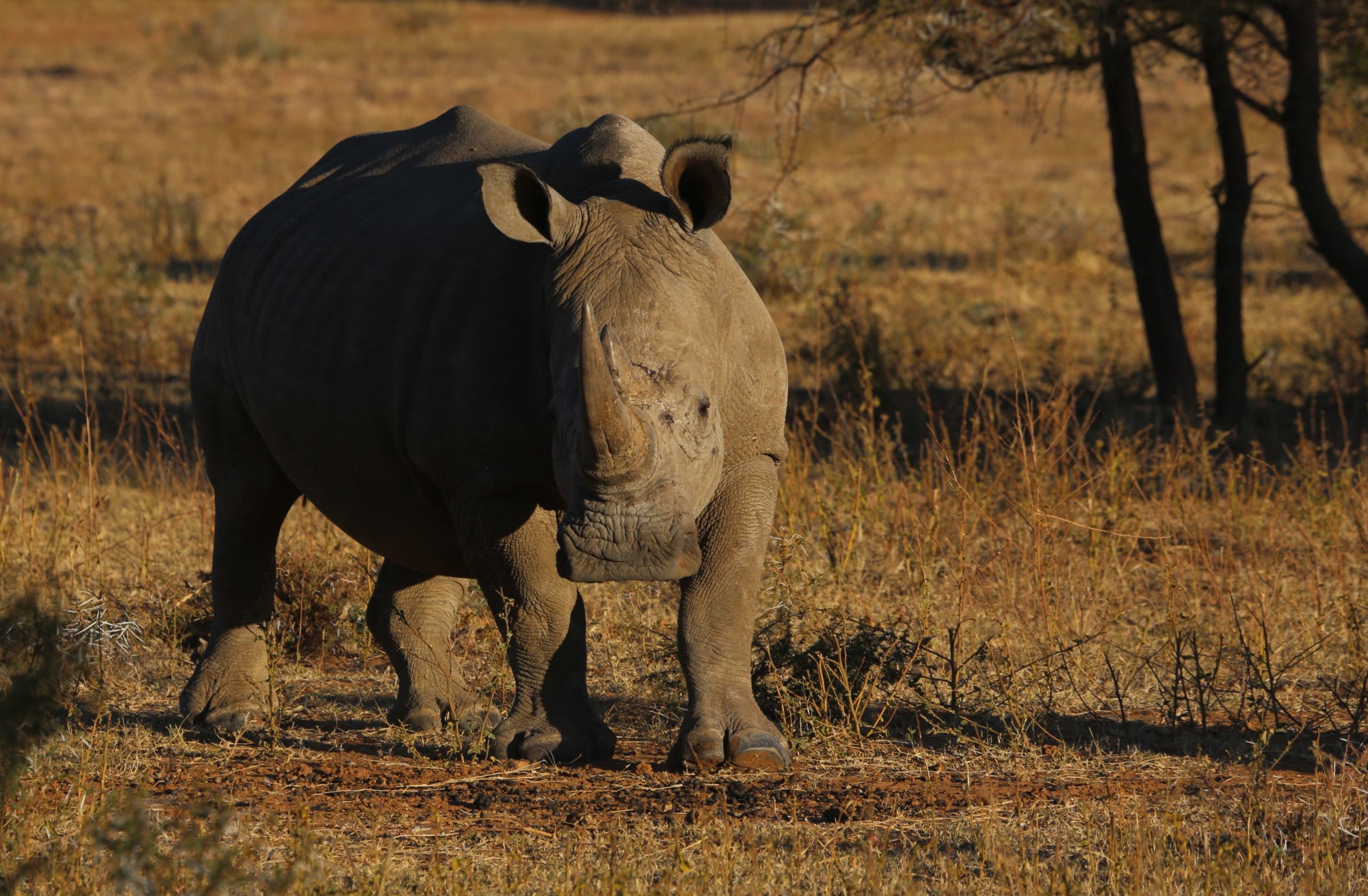 Kruger National Park Rhino population