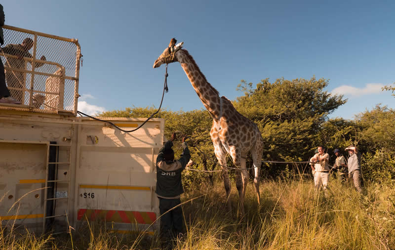 Giraffe relocation