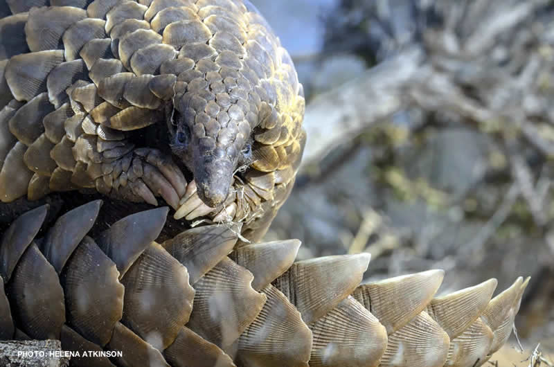 Re-wilding pangolins in the Northern Cape