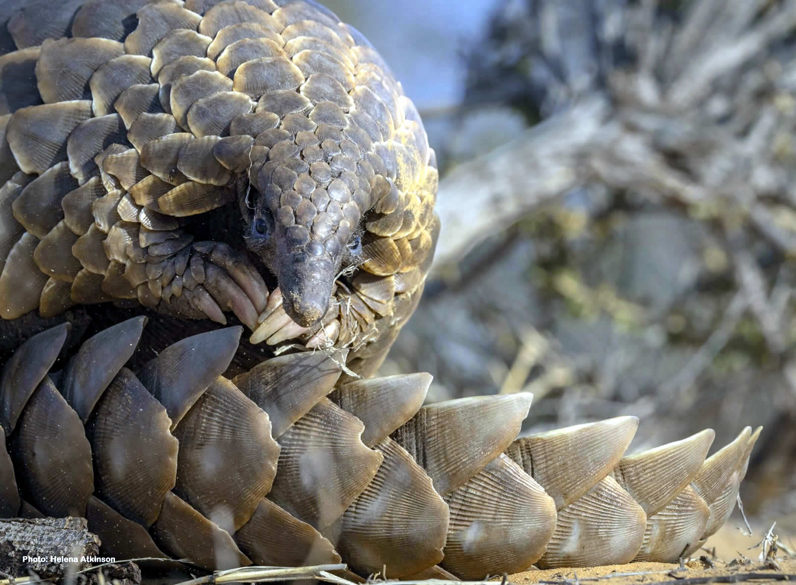 Pangolin