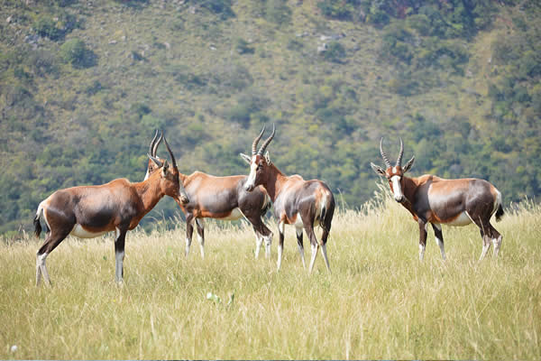 uMngeni Valley Nature Reserve - WESSA