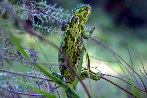 uMngeni Valley Nature Reserve - WESSA