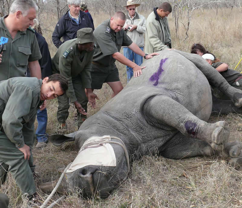 rhino capture