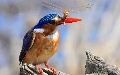 Birds of the Magaliesberg